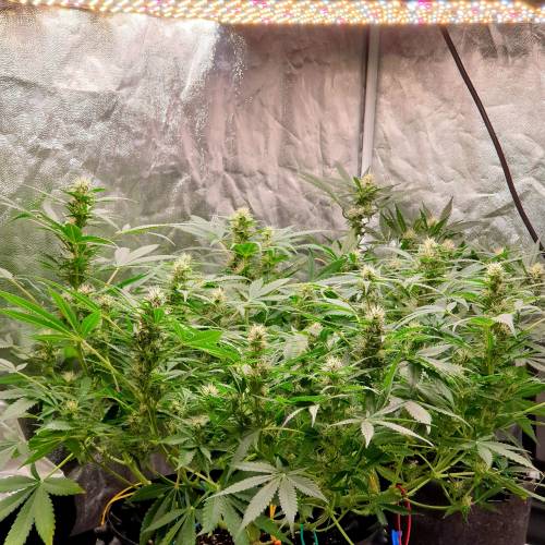 cannabis cultivation