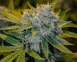 Tangilope trichomes