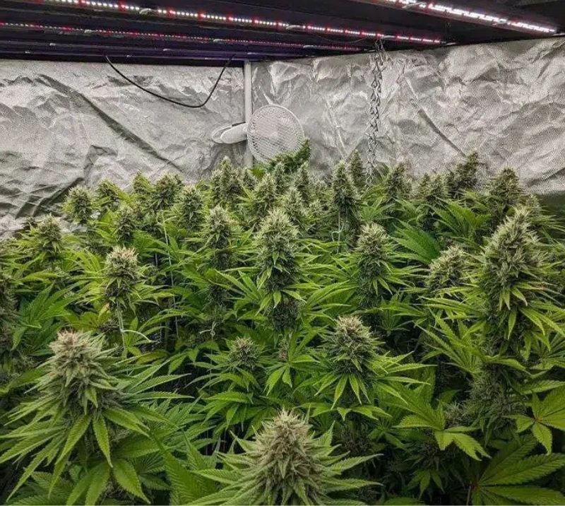 a group of green plants in a room