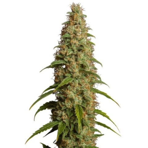 Thai Cannabis Seeds