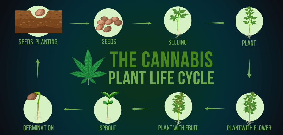 The Cycle of Life of Cannabis Seeds