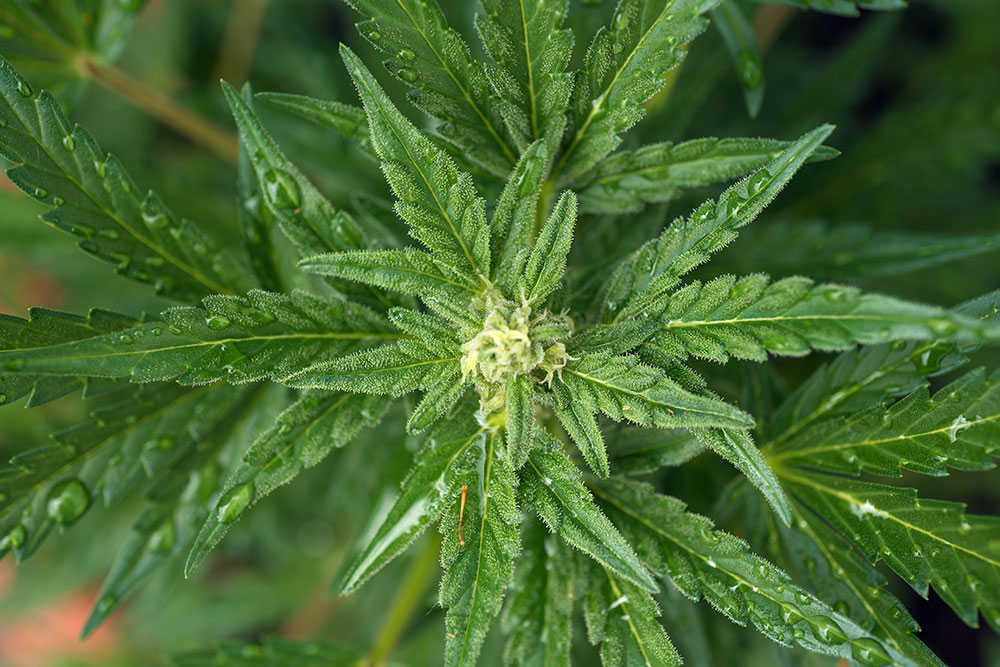 Buy Cannabis Seeds in Blacksburg