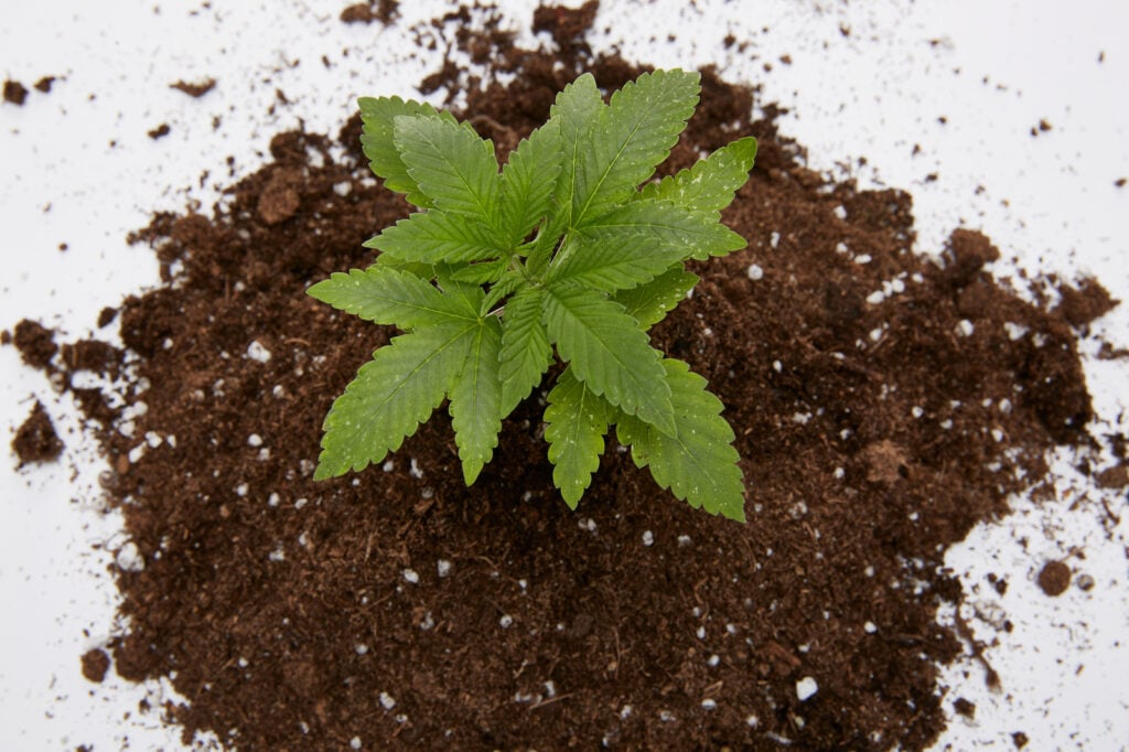 Buy Cannabis Seeds in Central