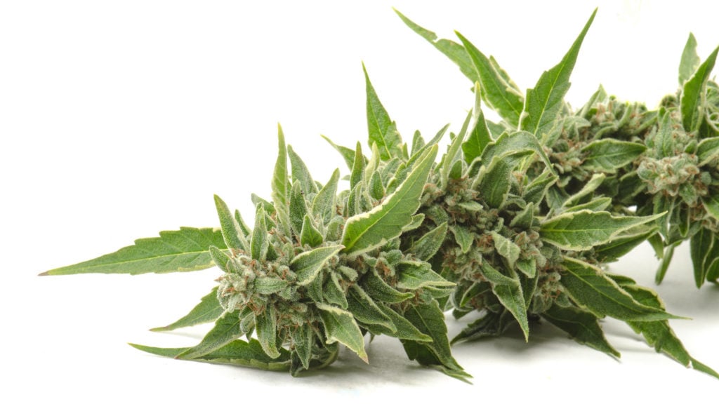 Buy Cannabis Seeds in Hastings