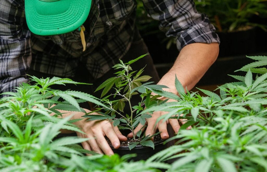 Buy Cannabis Seeds in Jeffersonville