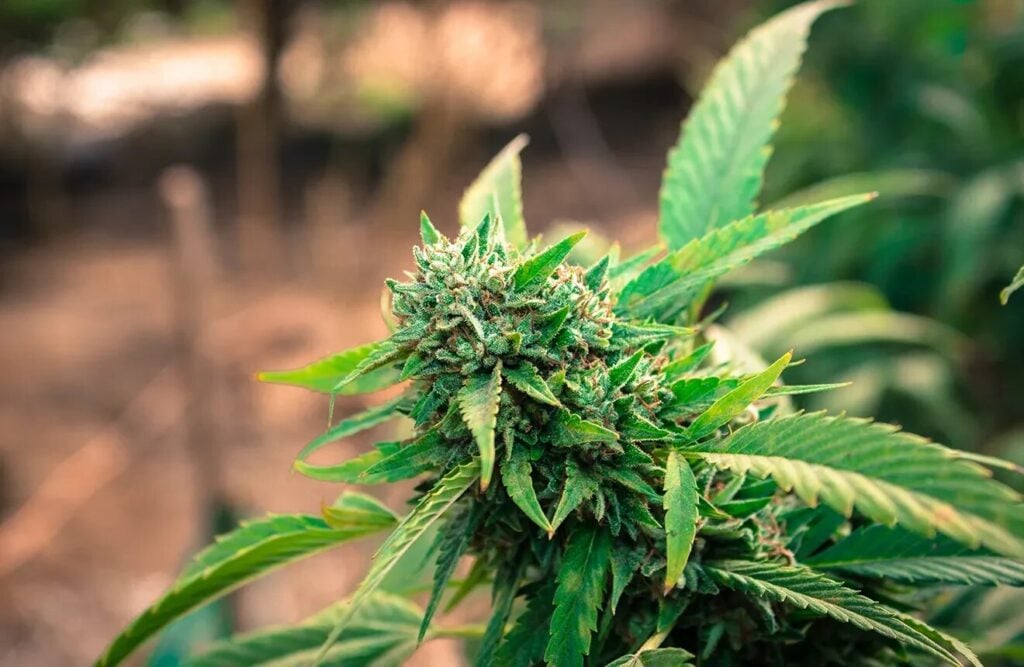 Buy Cannabis Seeds in Mishawaka