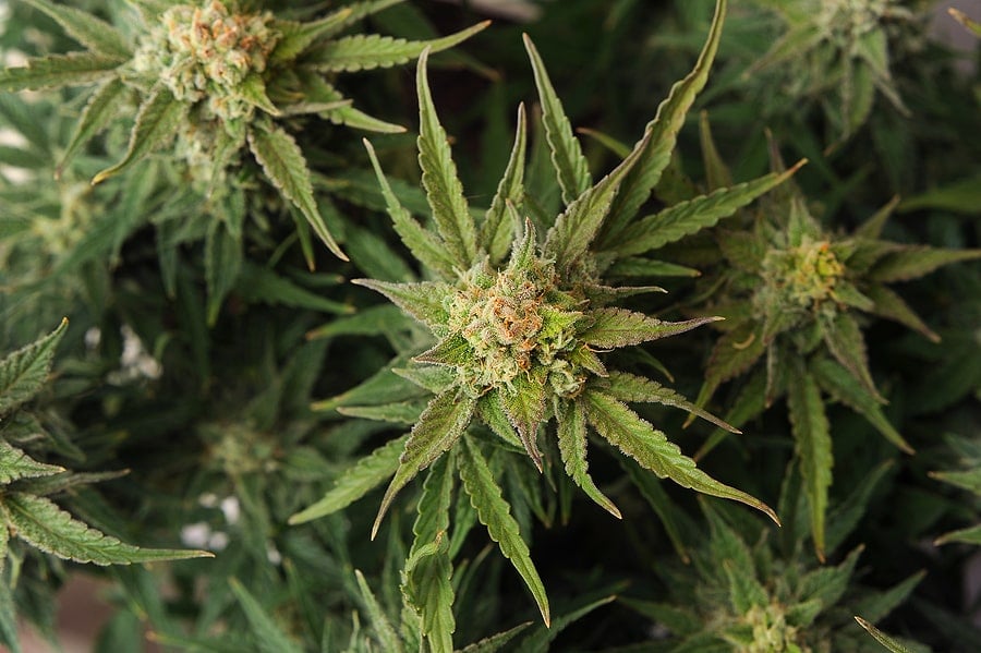 Buy Cannabis Seeds in Orem