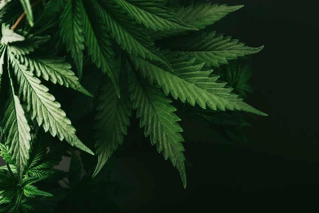 Buy Cannabis Seeds in Shelton