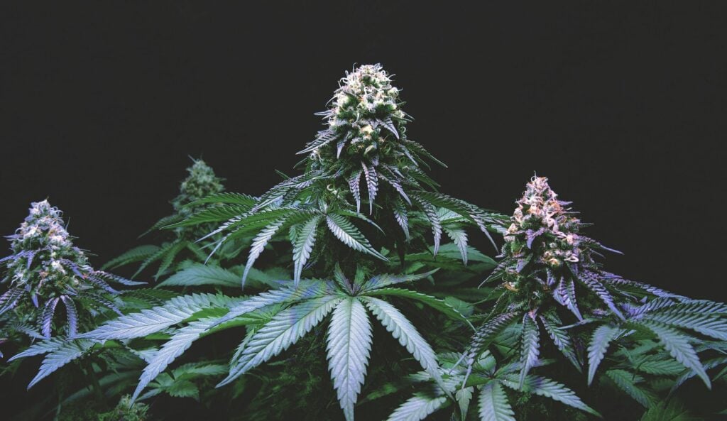 Buy Cannabis Seeds in St. George