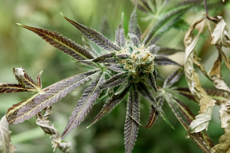 Buy Cannabis Seeds in Warman