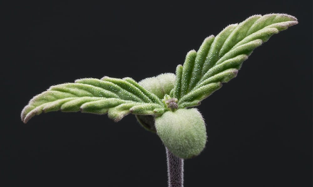 The Origins and Practice of Naturally Bred Medical Cannabis