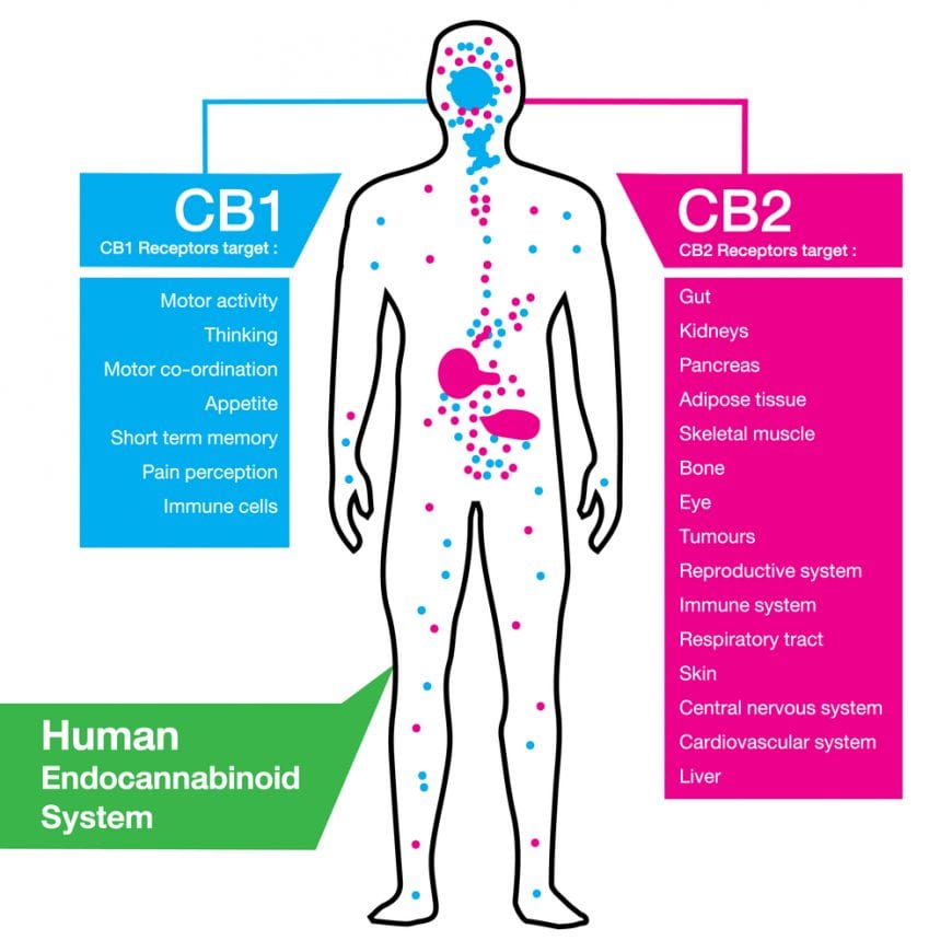 Does CBD Offset THC?