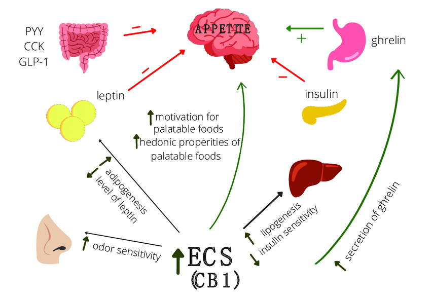 The role of endocannabinoid system ECS and gastrointestinal peptides in the regulation
