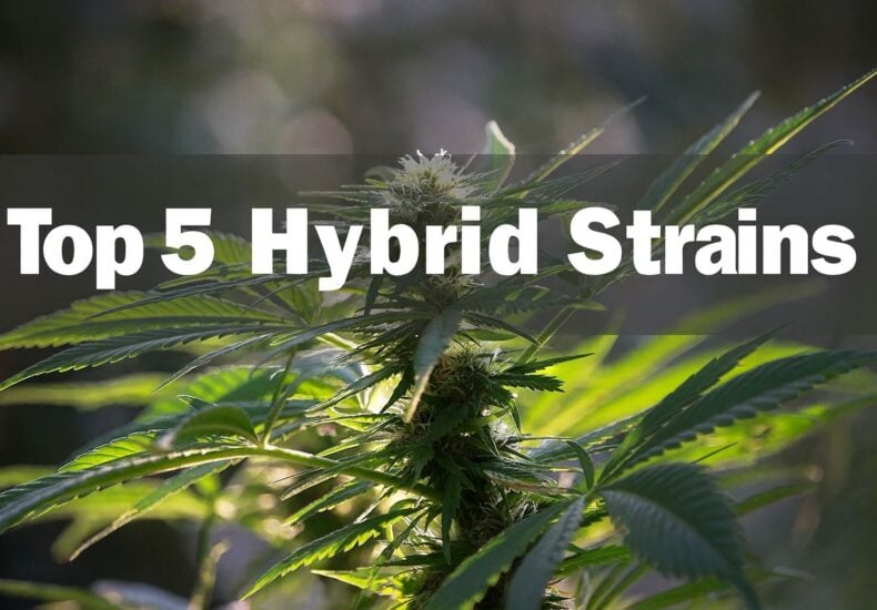 Best hybrid cannabis