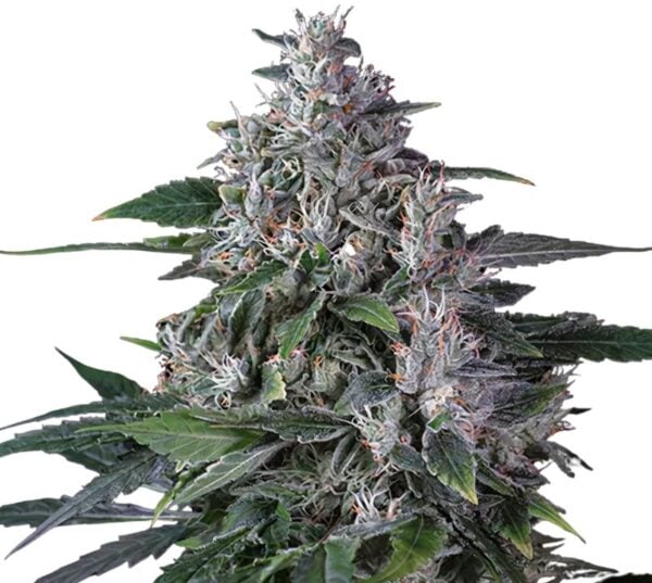 Tropic Thunder Cannabis Seeds