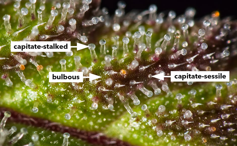 Types of Trichomes