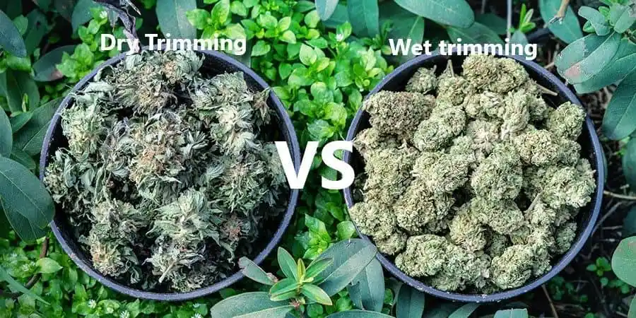 WET VS DRY TRIMMING THE VERDICT 1