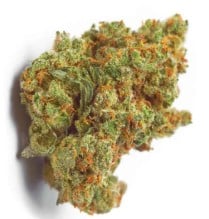 What Cannabis seeds Work Best in Greenhouse Grows a 1
