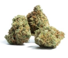 What Cannabis seeds Work Best in Greenhouse Grows c