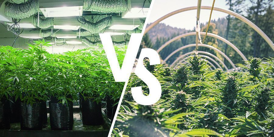 Whats The Difference Between An Indoor And Outdoor Grow Setup
