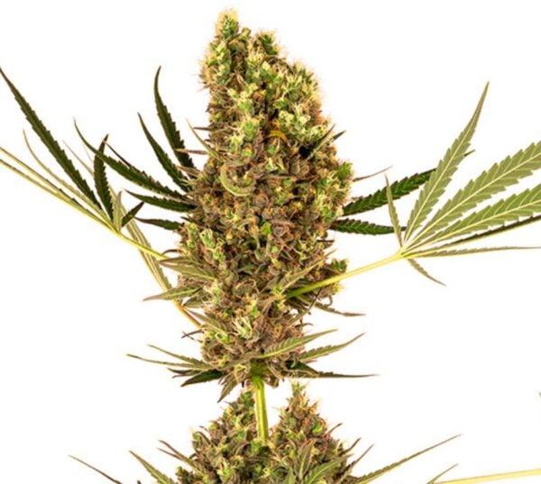 White Berry Cannabis Seeds