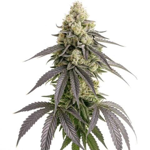 White Truffle Cannabis Seeds