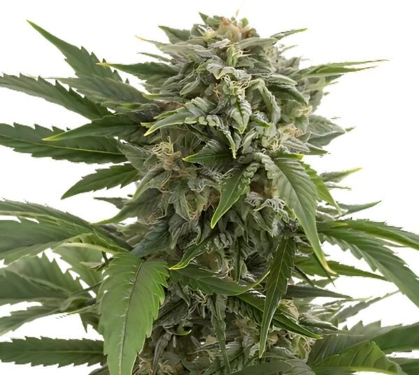 Willie Nelson Cannabis Seeds