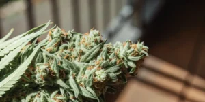 Willie Nelson cannabis seeds