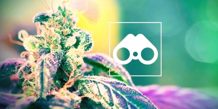 Understanding Pheno-Hunting in Medical Cannabis