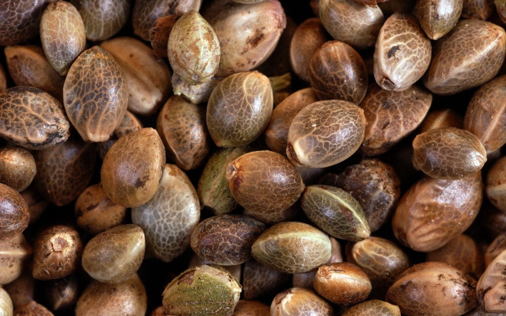 Understanding Cannabis Seed Viability
