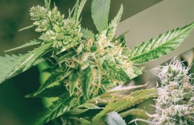 Autoflower vs Feminized vs Regular Seeds – Full Comparison