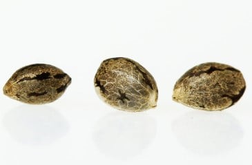 autoflower vs feminized vs regular seeds full comparison c