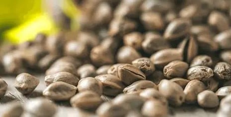 autoflower vs feminized vs regular seeds full comparison d