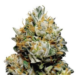 Best Feminized Cannabis Seeds to Grow in 2025