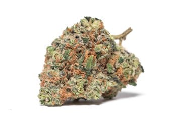 best feminized cannabis seeds to grow in 2025 b
