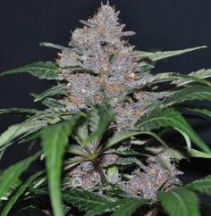 best feminized cannabis seeds to grow in 2025 c