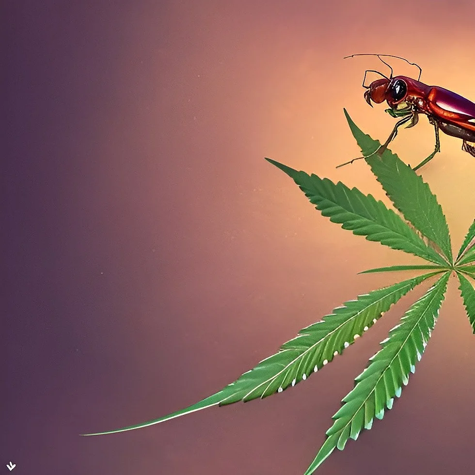 The Importance of Organic Pest Control in Medical Cannabis