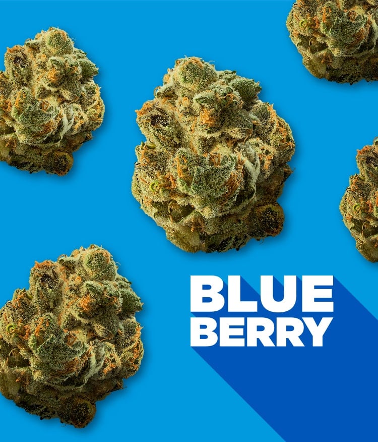 blueberry flower1