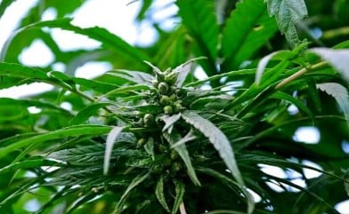 can second hand marijuana smoke cause a positive test d