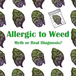 Can you be allergic to marijuana