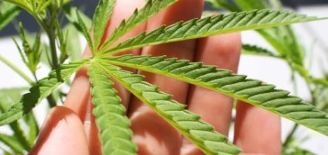 can you smoke marijuana c
