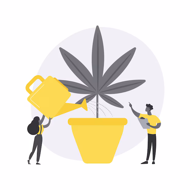 Cannabis Plant Watering Needs