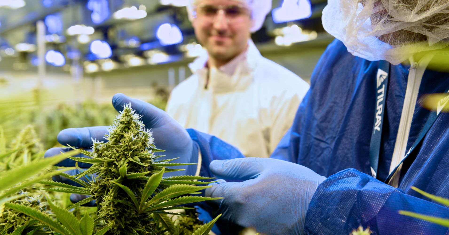 cannabis for skilled growers