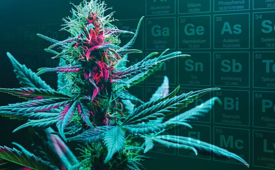 cannabis heavy metals