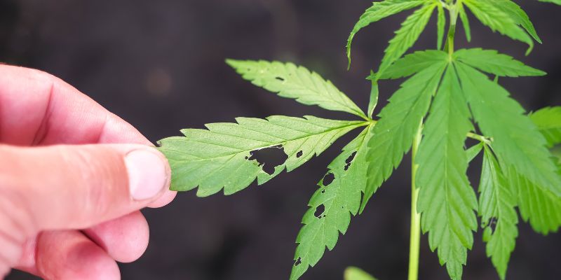 cannabis pests