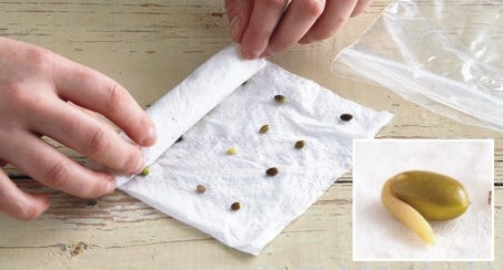 Cannabis Seed Germination Methods That Work