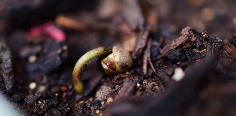 cannabis seed germination methods that work c