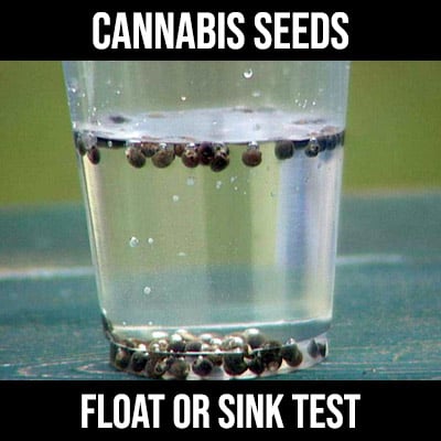 cannabis seeds float or sink test