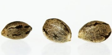 Cannabis Seeds for Home Growers: What You Need to Know