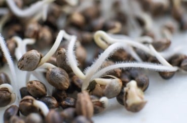 cannabis seeds for home growers what you need to know c
